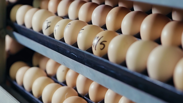 Building a global protein value chain Building a global protein value chain