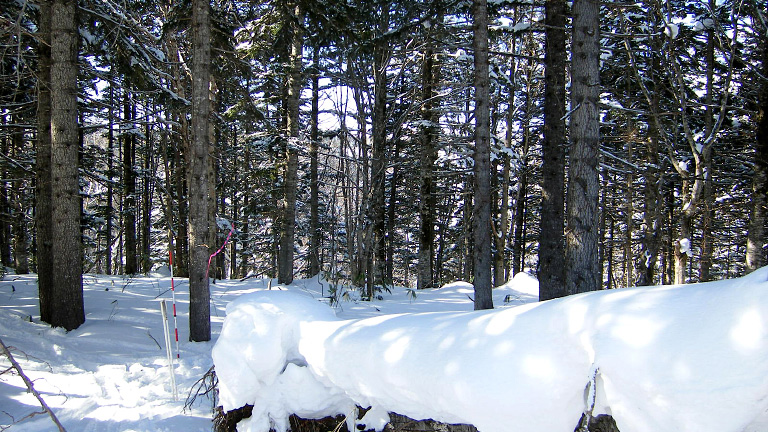 Soya Forest, Hokkaido