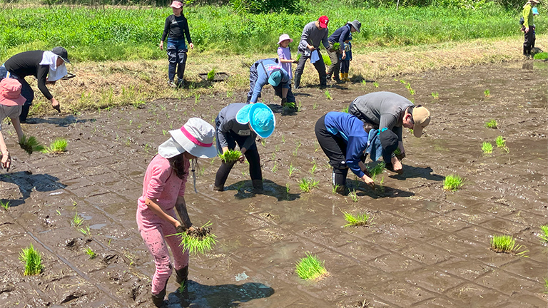 ＜田植え＞コシヒカリと酒米（日本酒）の苗を手で植えていきます。