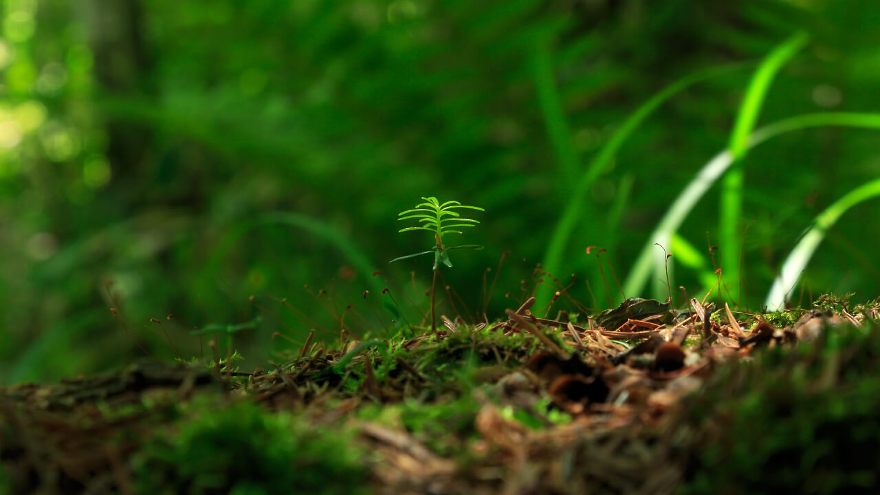 トドマツの巨木の側には後継樹が育っています。